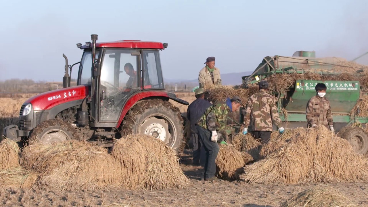 Farmers load hay on to a tractor in China. 